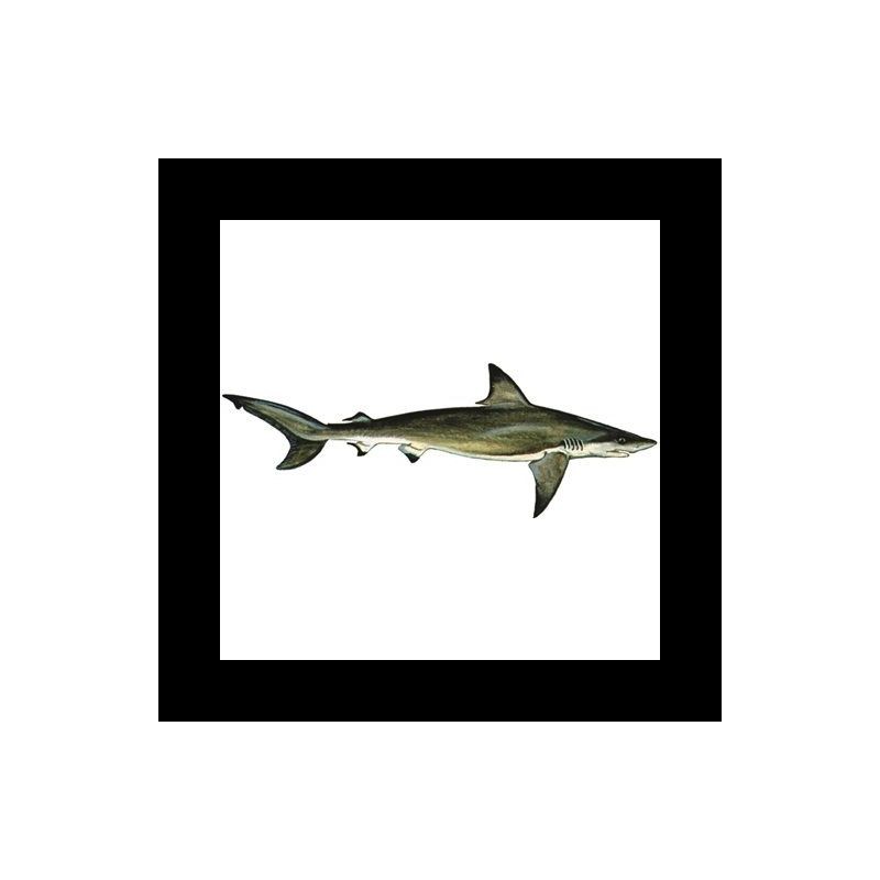 squalo grigio